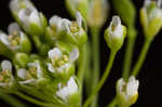 Roadside pennycress 